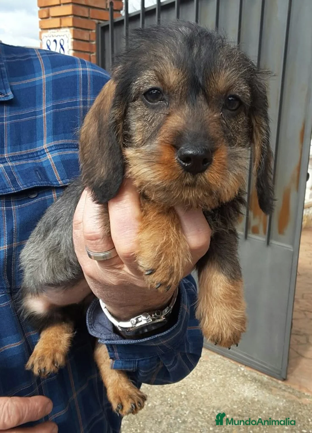 Teckel perros en venta: TECKEL PELO DURO CACHORROS  - Anuncio 2