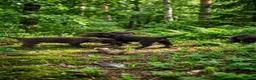 Labrador Retriever perros en venta: Labrador retriever chocolate  - Anuncio 1