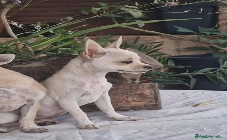 Chihuahua perros - Propaganda 14