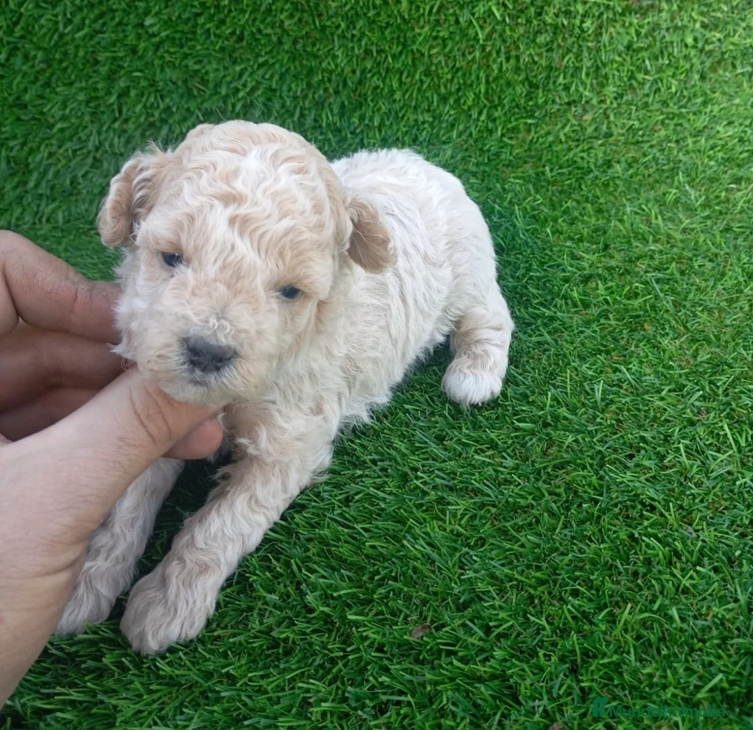 Caniche Toy perros en venta: Preciosos caniches toys  - Anuncio 1