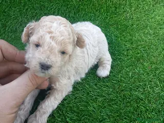 Caniche Toy perros Preciosos caniches toys - Anuncio 2