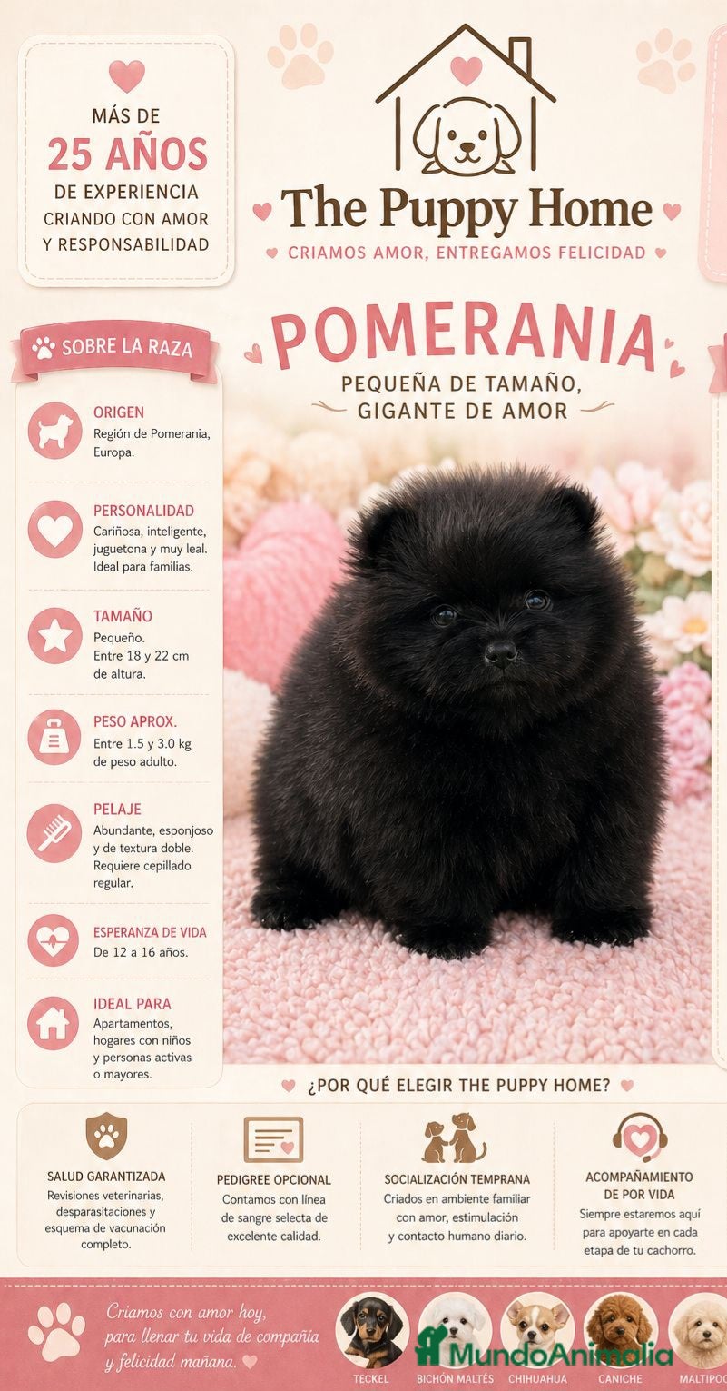 Pomerania perros POMERANIA HEMBRA - Anuncio 3