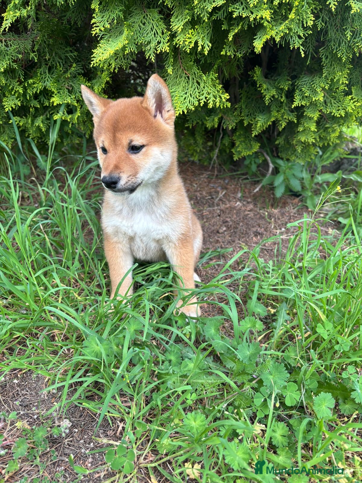 Shiba Inu perros en venta: Shiba inu hembra para entregar!! - Anuncio 6