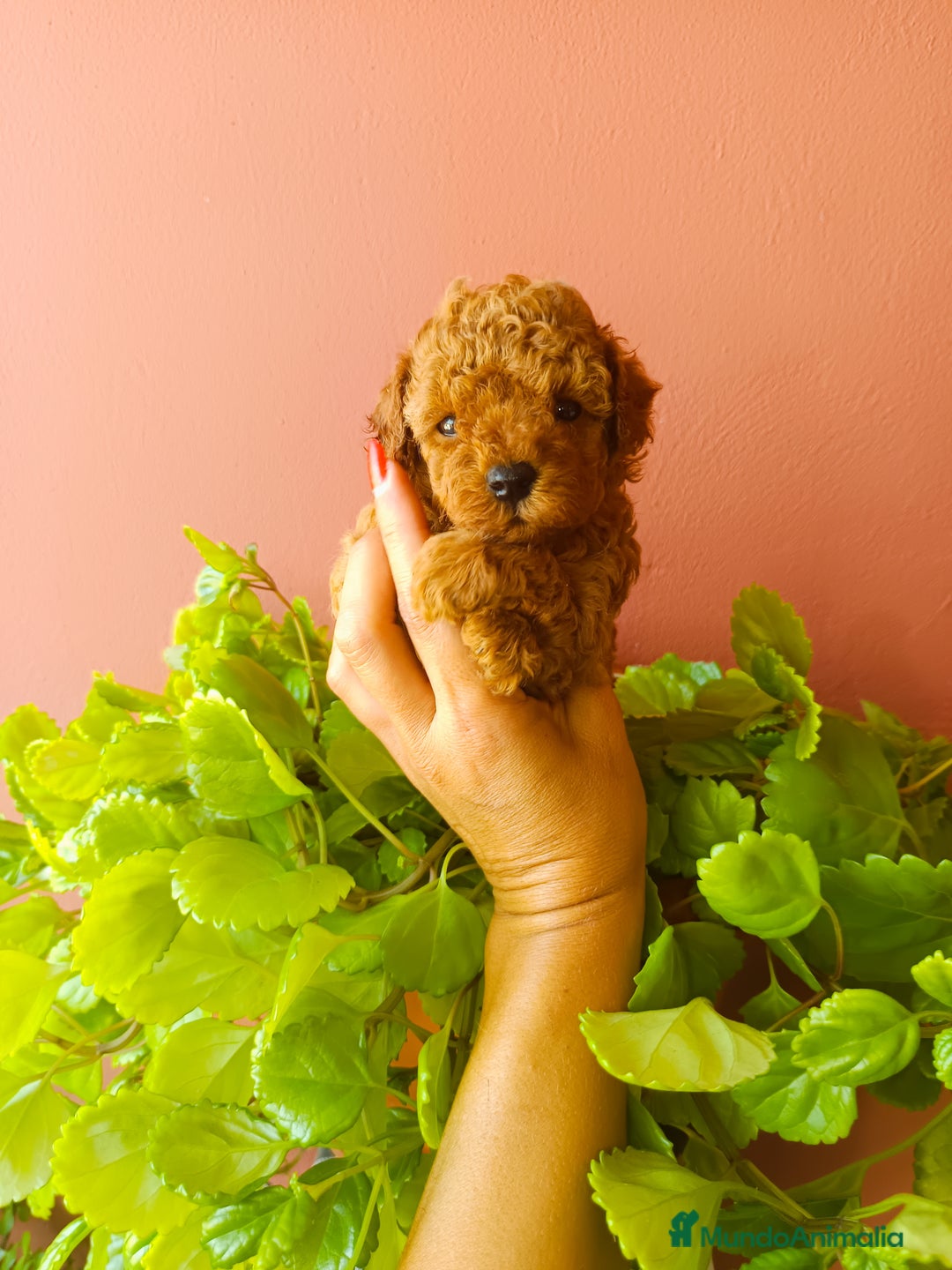 Caniche Toy perros en venta: Caniche toy rojo - Imagen 3
