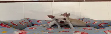 Chihuahua 2