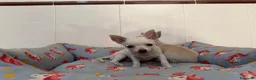 Chihuahua perros en venta: Cachorro chihuahua macho y hembra vainilla - Anuncio 4