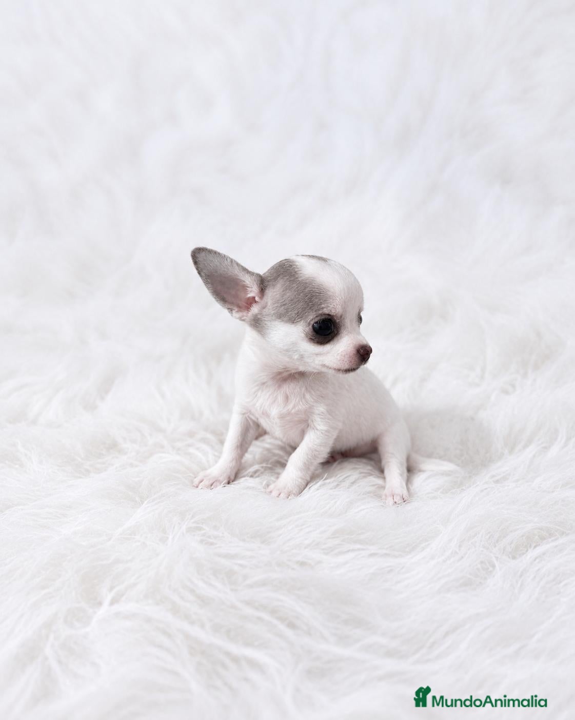 Chihuahua perros CHIHUAHUA MICRO TOY DE LÍNEA RUSA – EJEMPLAR ÚNICO - Anuncio 8