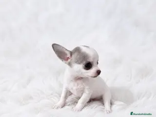 Chihuahua perros CHIHUAHUA MICRO TOY DE LÍNEA RUSA – EJEMPLAR ÚNICO - Anuncio 2