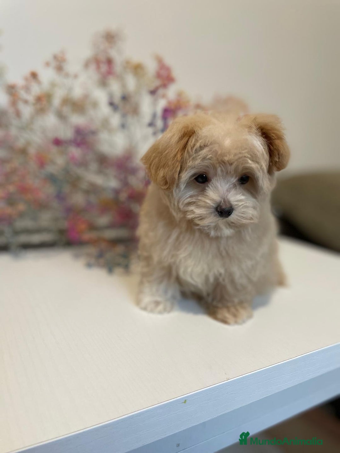 Maltipoo perros en venta: Maltipoo para reservar para Diciembre  - Imagen 2
