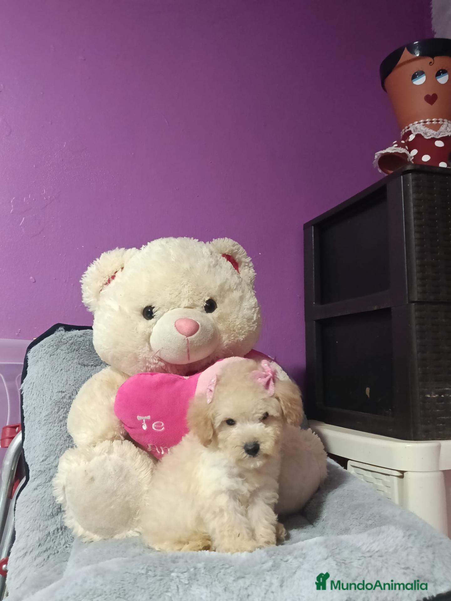 Caniche Toy perros Caniche toy - Anuncio 1