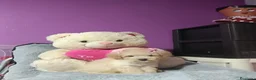 Caniche Toy perros en venta: Caniche toy - Anuncio 1
