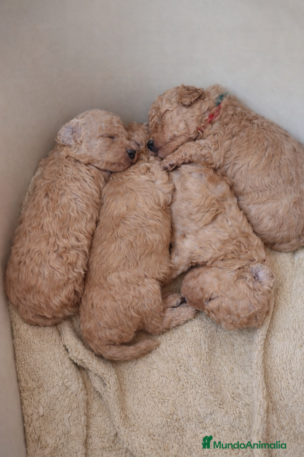 Caniche Toy perros Caniches super TOY apricot - Anuncio 1