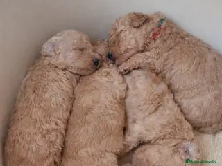 Caniche Toy perros Caniches super TOY apricot - Anuncio 1