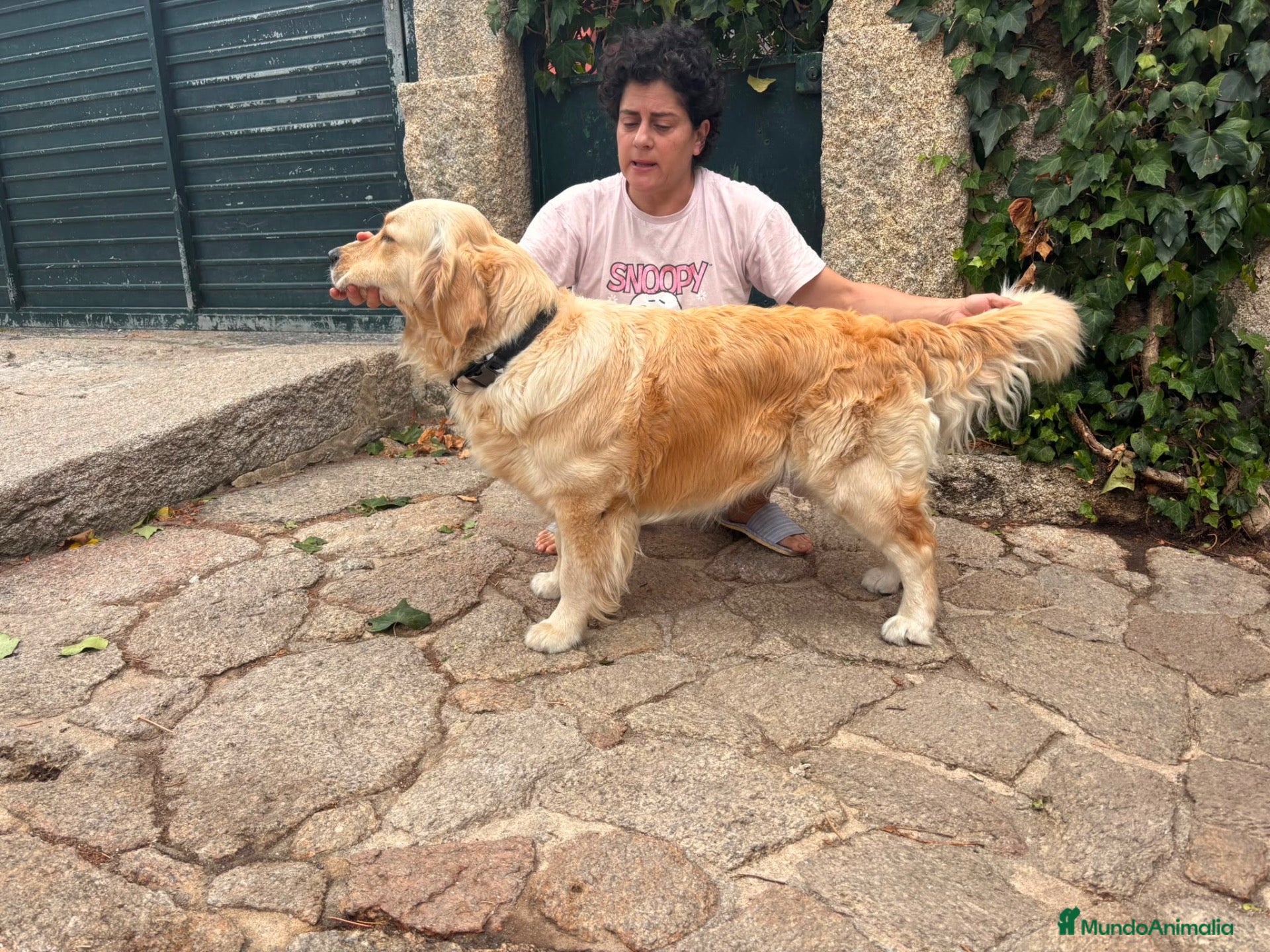 Golden Retriever perros Golden Retriever - Anuncio 1