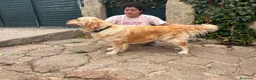 Golden Retriever perros en venta: Golden Retriever - Anuncio 1
