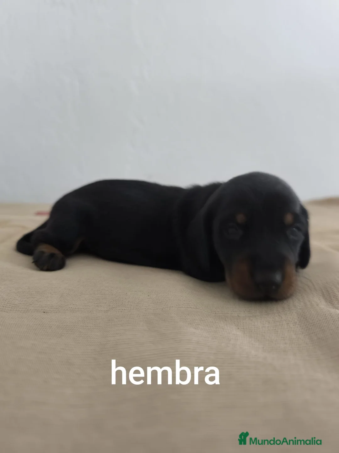 Teckel perros en venta: Teckel miniatura  - Anuncio 6