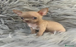 Chihuahua perros en venta: CHIHUAHUA MINITOY BLUEFAWN - Imagen 2
