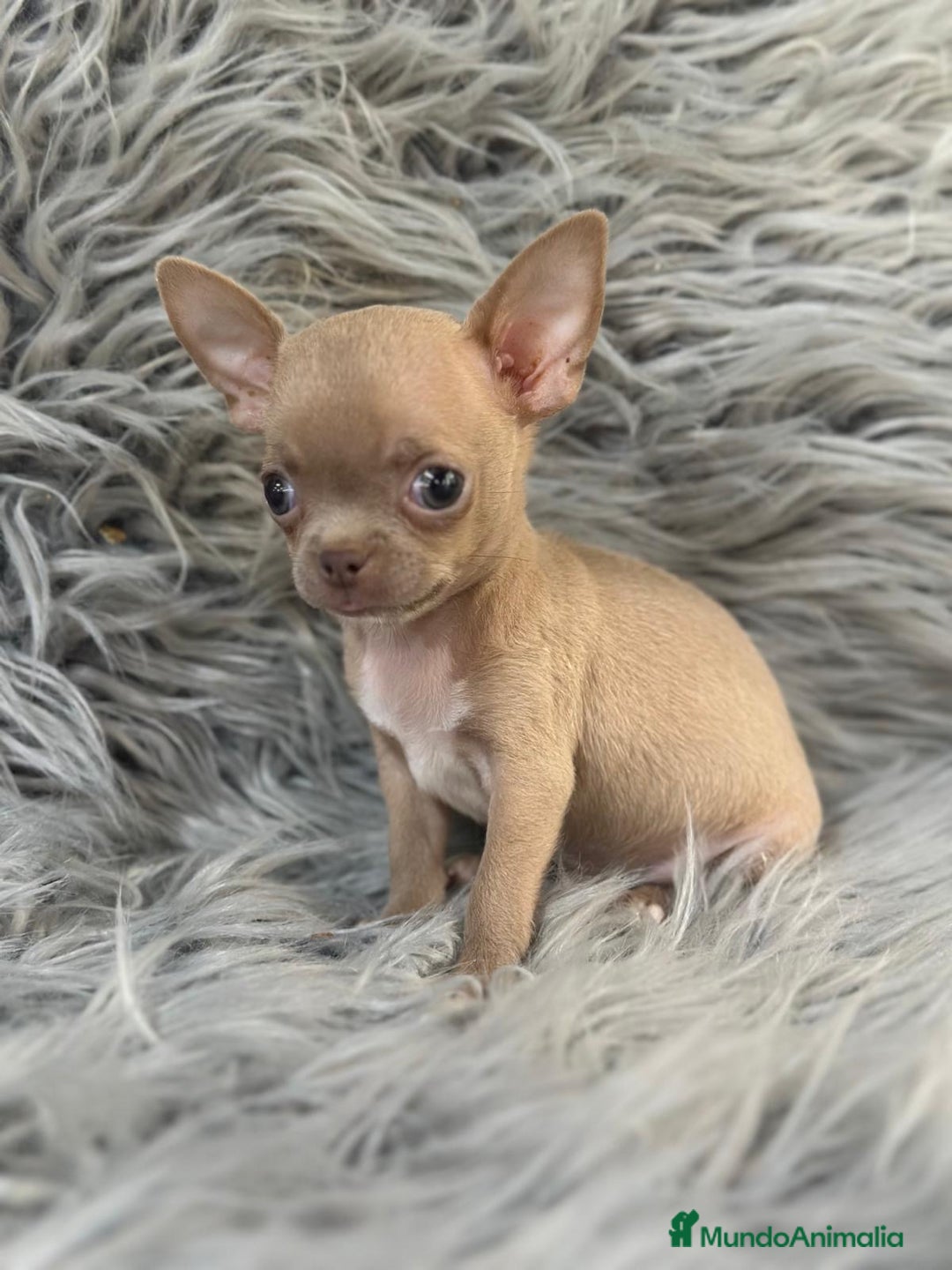 Chihuahua perros en venta: CHIHUAHUA MINITOY BLUEFAWN - Imagen 2