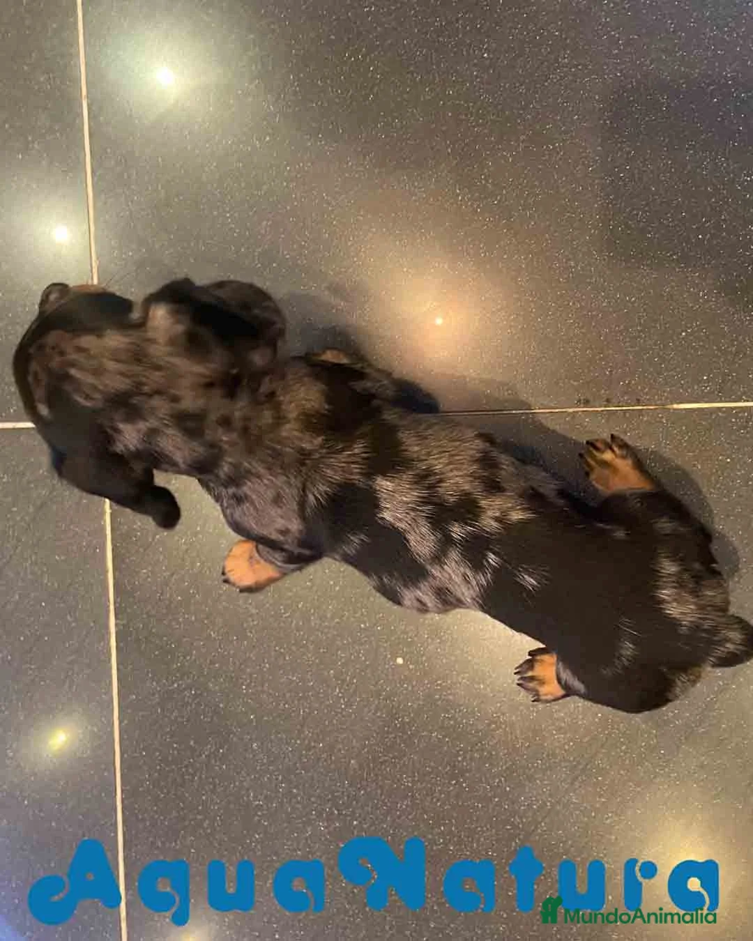 Teckel Miniatura perros en venta: Teckel Hembra de Tria y Luisiño 2015 AQUANATURA - Anuncio 2