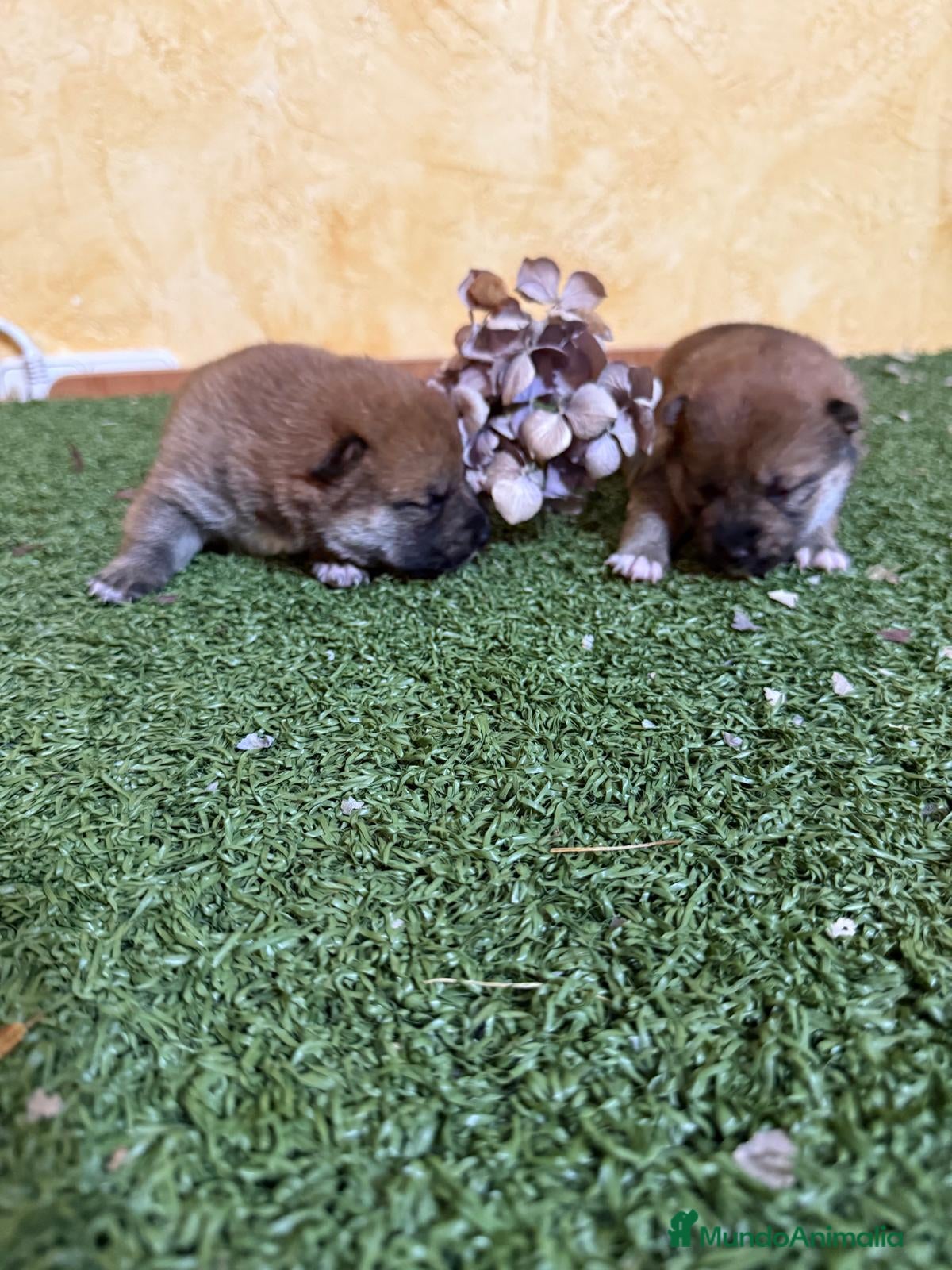 Shiba Inu perros Shiba Inu  - Anuncio 1