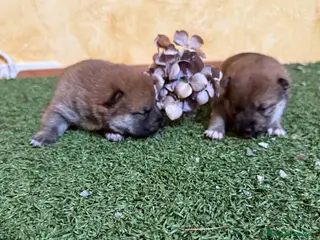 Shiba Inu perros Shiba Inu - Anuncio 5