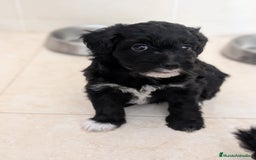 Maltipoo perros en venta: Camada de Maltipoo  - Imagen 3