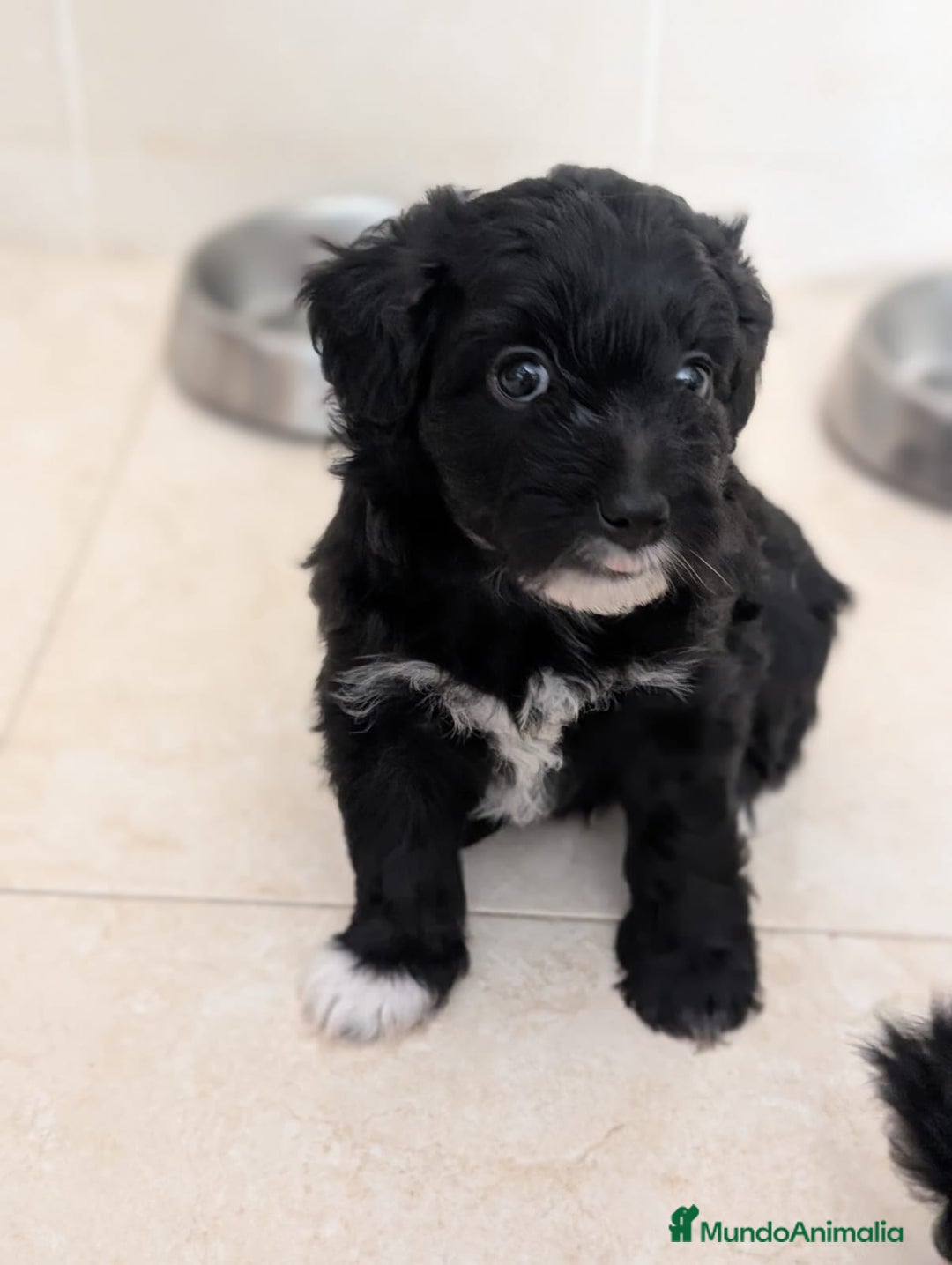 Maltipoo perros en venta: Camada de Maltipoo  - Imagen 3