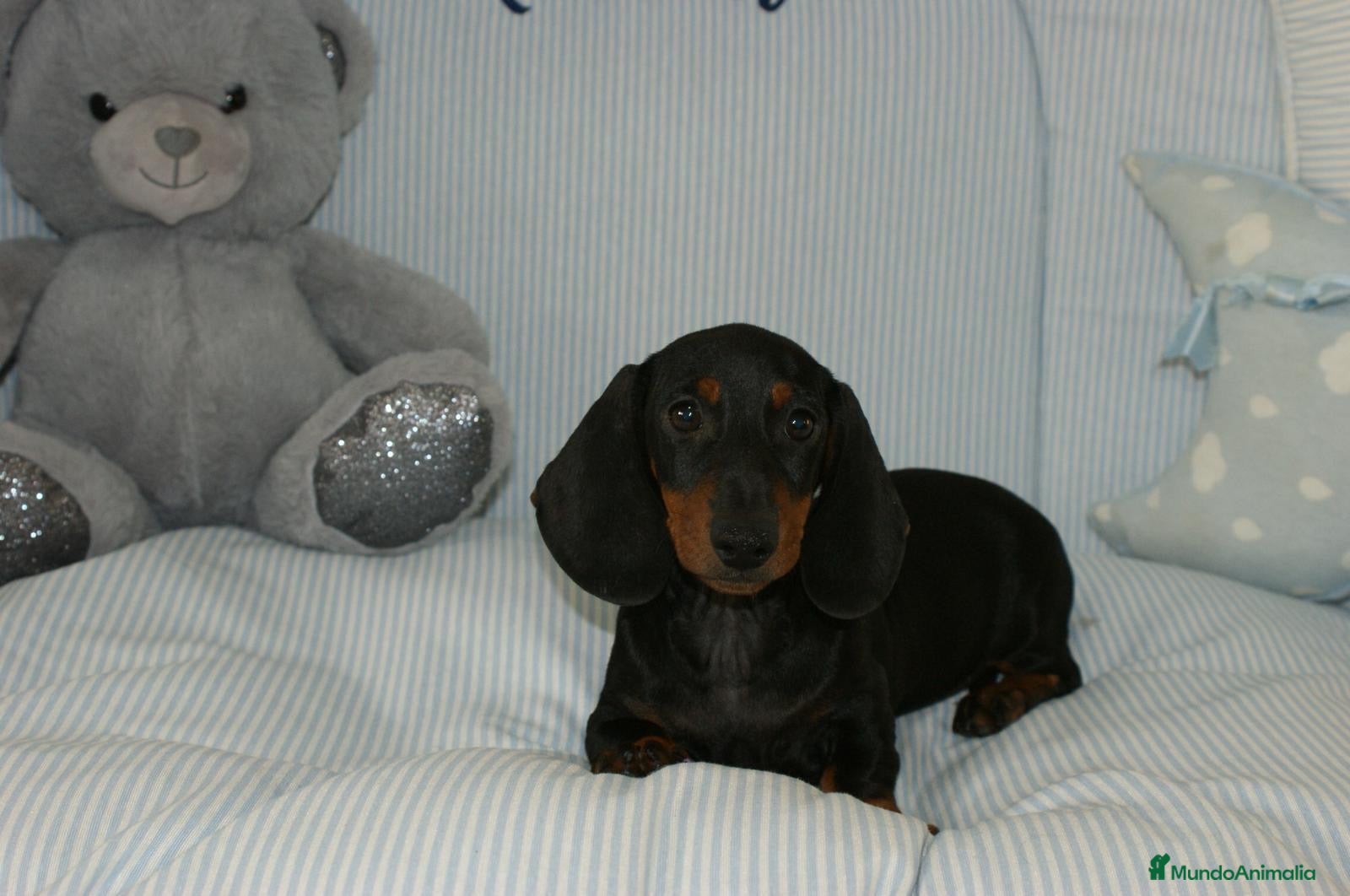 Teckel perros TECKEK KANINCHEN N/F - Anuncio 2