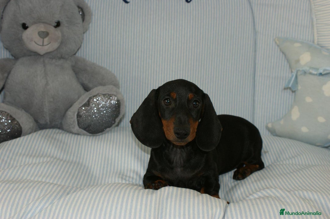 Teckel perros en venta: TECKEK KANINCHEN N/F - Anuncio 1