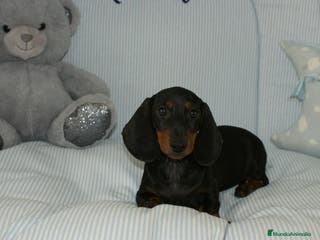 Teckel perros TECKEK KANINCHEN N/F - Anuncio 9