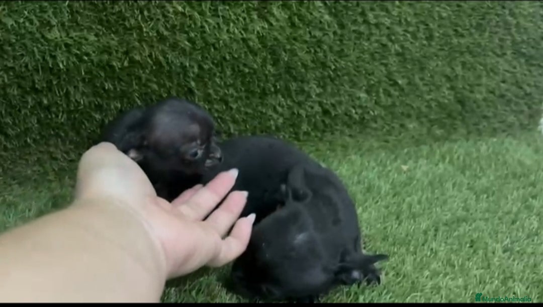 Chihuahua perros en venta: Chihuahua  - Anuncio 2