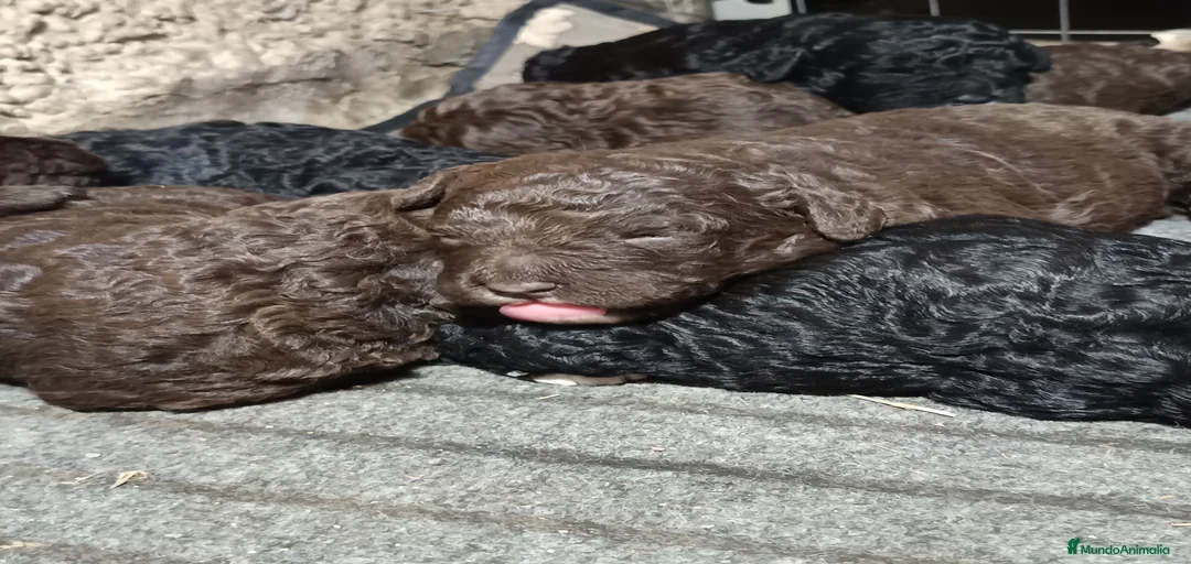 Imagen de galería {{count}}