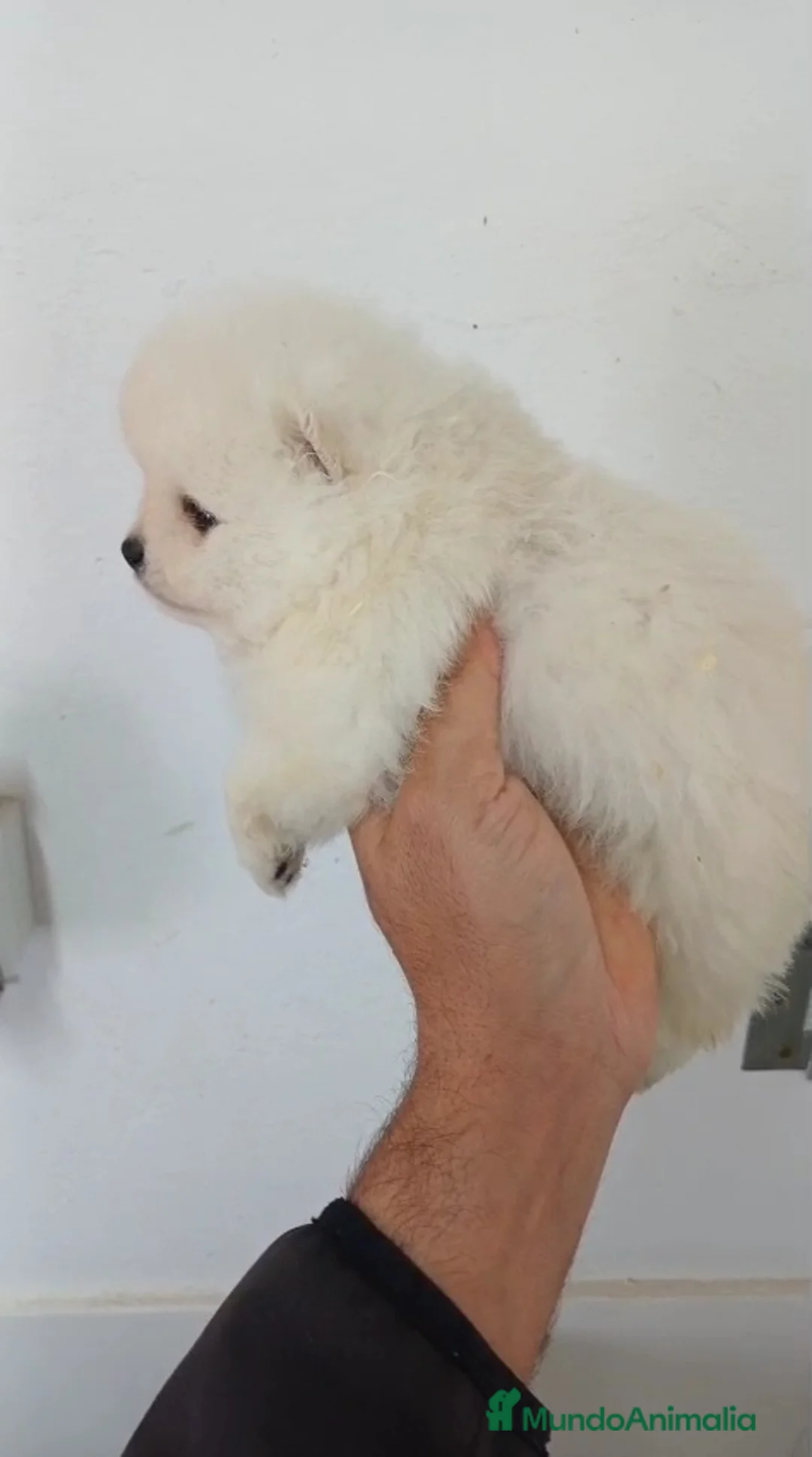 Pomerania perros en venta: Pomerania Mini  - Anuncio 2