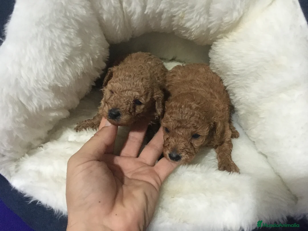 Caniche Toy perros en venta: IMPRESIONANTES CANICHES TOYS  en Murcia - Anuncio 6