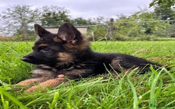 Pastor Alemán perros en venta: Macho pastor Alemán  - Imagen 1