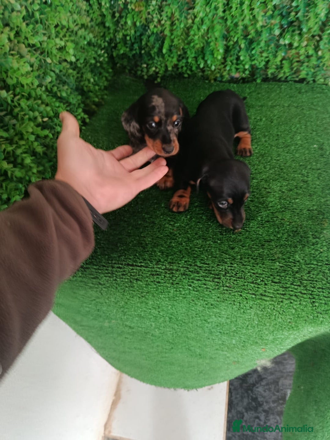 Teckel perros en venta: Hembras teckel  - Anuncio 9