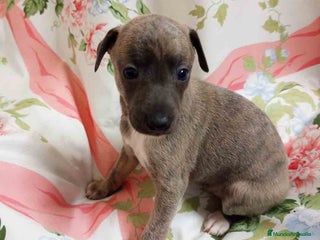 Pequeño Lebrel Italiano perros - Anuncio 31