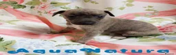 Pequeño Lebrel Italiano perros en venta: Lebrel Italiano Hembra 1833 AQUANATURA - Anuncio 1