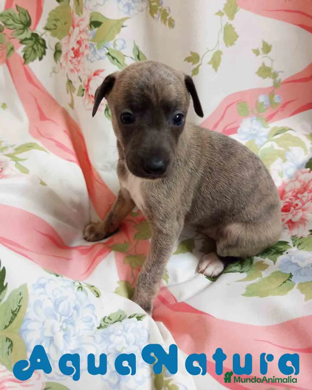 Pequeño Lebrel Italiano perros en venta: Lebrel Italiano Hembra 1833 AQUANATURA - Anuncio 1