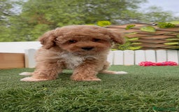 Raza Mixta perros en venta: CANICHE MACHO - Imagen 10
