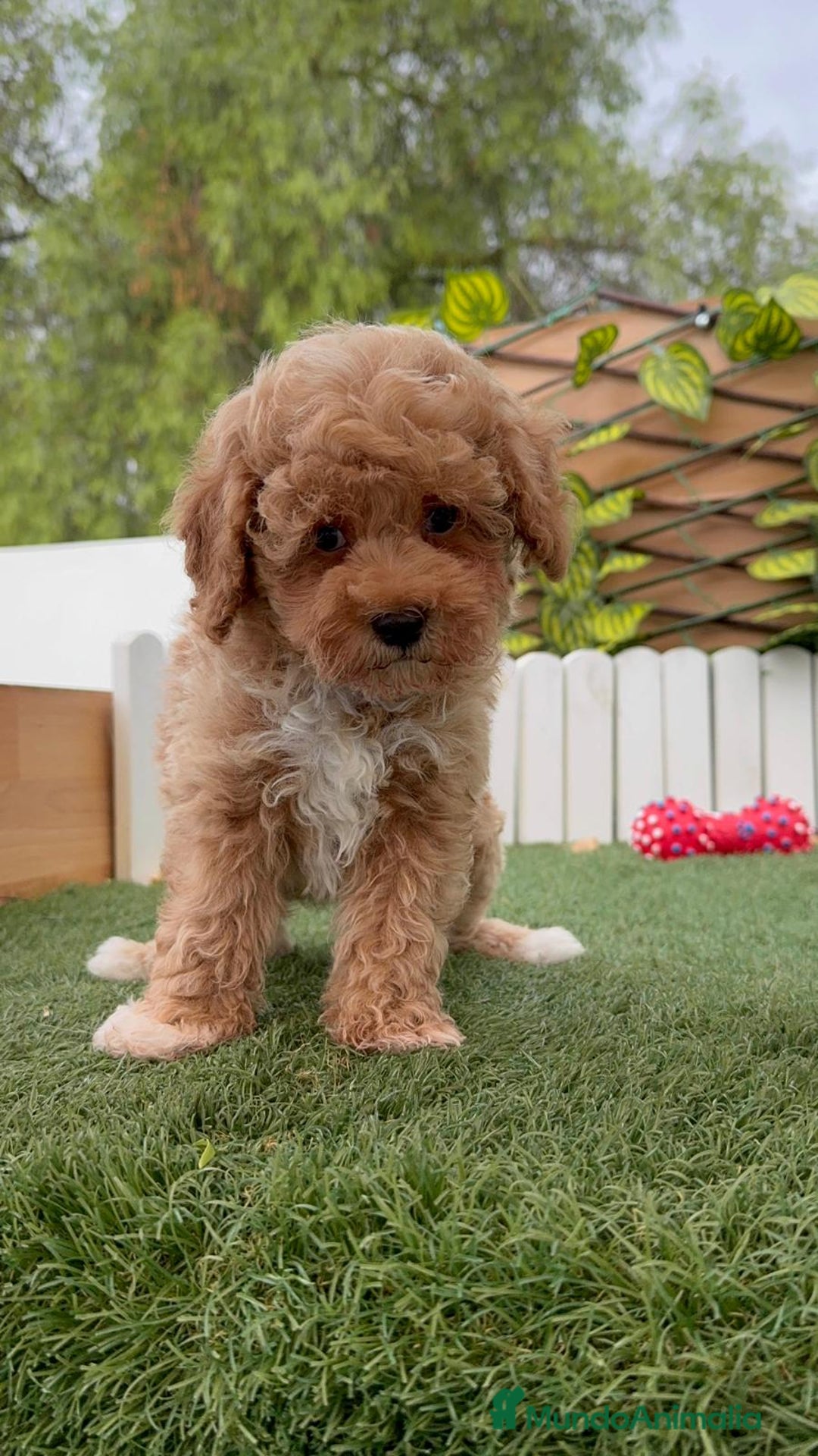 Raza Mixta perros en venta: CANICHE MACHO - Imagen 10