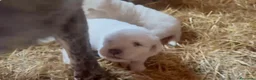Mastín del Pirineo perros en venta: Cachorros de Mastín - Anuncio 3