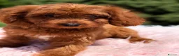 Cavapoo perros en venta: Cavapoo roja  - Anuncio 4