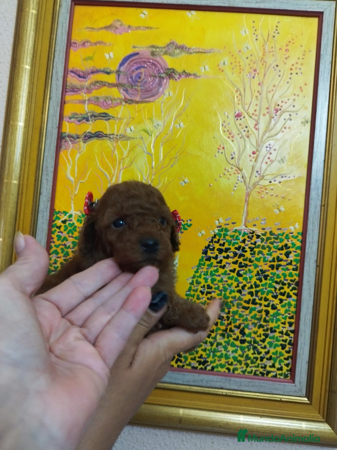 Caniche Toy perros en venta: CANICHES TOYS CALIDAD Y SELECCIÓN  - Imagen 1