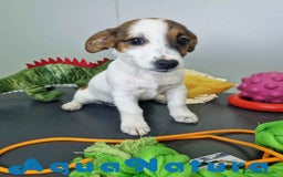 Jack Russell Terrier perros en venta: Jack Russel Hembra JMU 7728 AQUANATURA - Imagen 9