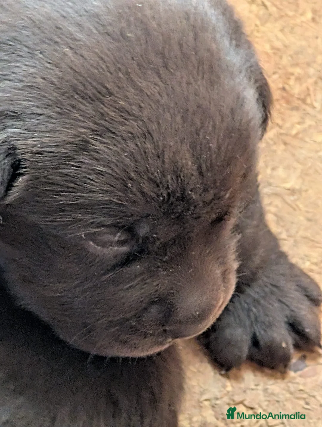 Labrador Retriever perros en venta: Labrador chocolate  - Anuncio 1