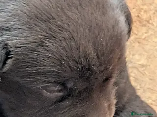 Labrador Retriever perros Labrador chocolate - Anuncio 17