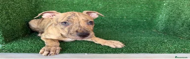 American Pit Bull Terrier 3