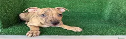 American Pit Bull Terrier perros en venta: pitbull - Anuncio 8