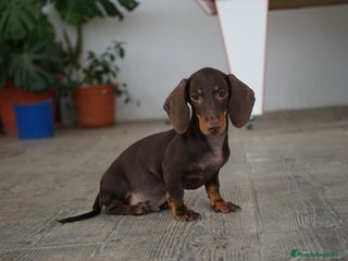 Teckel Miniatura perros - Anuncio 15